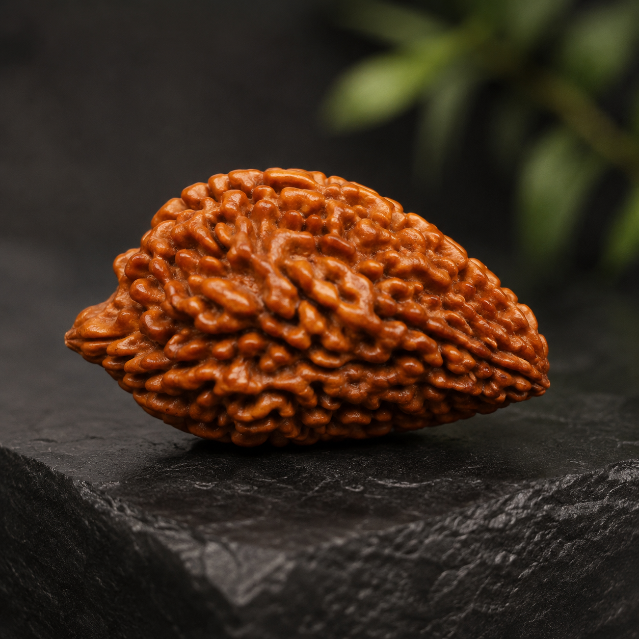 1 Mukhi